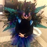 Photo #1 - Perfect little Peacock