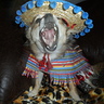 Photo #2 - 'Buster' sings 'Ay Ya Ya Yai Canta y no llores'