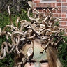Photo #2 - Medusa Headpiece