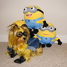 Photo #4 - Somi the Minion doesn't want to make a pyramid with the other Minions!