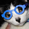 Nerdy Professor Cat Costume | DIY Costumes Under $25