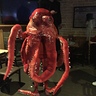 Photo #2 - Octopus