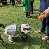 Photo #2 - Doc at the Abington MA Dog Park Costume Contest