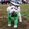 Photo #3 - Doc at the Salem Pet Parade