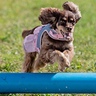 Photo #3 - Bella agility course