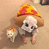 pizza cat toy