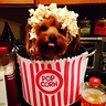 Photo #1 - Puppy corn! 
