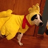 Photo #2 - Woodstock's costume