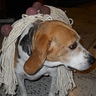 Spaghetti and Meatball Dog Costume | DIY Costumes Under $35