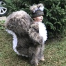 Photo #1 - go nuts over this squirrel costume