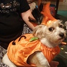 Photo #4 - Dog in pumkin