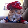 Photo #6 - Super Mario Cat