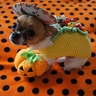 Photo #4 - Kuri the Taco Dog