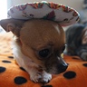Photo #5 - Kuri the Taco Dog