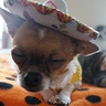 Photo #6 - Sleepy Taco Dog