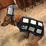 Photo #1 - Tardis Dog
