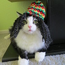 Halloween Birthday boy Toby - Costume Ideas for Cats | Creative DIY ...