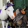 Photo #2 - Tiny Horses in Halloween costumes