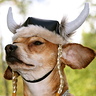 Viking - DIY Costume Ideas for Dogs