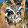 Photo #2 - Owl Mask Made From Knit Hat, Plastic Masquerade Mask and Lots of Feathers