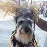 Photo #1 - The schnauzer witch dr