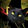Photo #2 - Close up of Black Cat