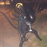 Photo #5 - Xenomorph