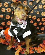 007 James Bond Dog Homemade Costume