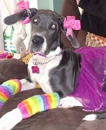 80's Rocker Dog Homemade Costume