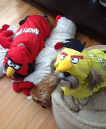 Angry Birds Costumes for Dogs
