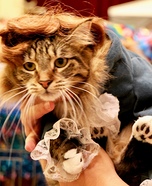 Ausin Meowers Homemade Costume