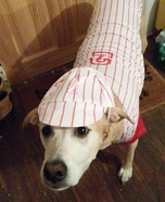 Baseball Player Dog Homemade Costume