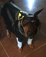 Batman Dog Costume
