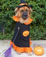Dog Witch Costume