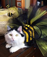 Bumble Bee Cat Costume