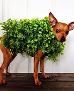 Chia Pet Dog Costume