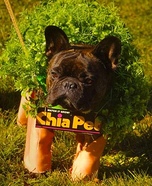 Chia Pet Homemade Costume