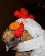 Chicken Costume for Pets