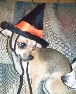 Witch Costume for Dogs