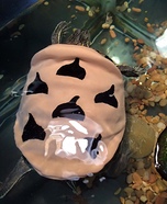 Chocolate Chip Cookie Turtle Homemade Costume