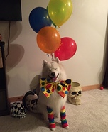 Clown Costume for Dogs