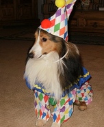 Clownin Around Homemade Costume for Dogs
