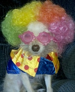 Clowning Around Dog Costume