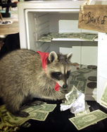 Raccoon dressed as Robber