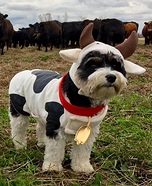 Cow Dog Costume