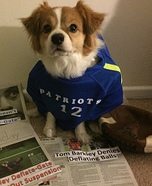 Deflate-Gate Dog Homemade Costume