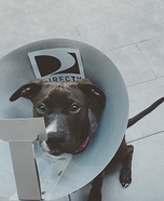 Dog Dish Homemade Costume