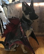 Dragon Dog Homemade Costume