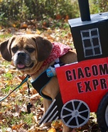 Express Train Dog Homemade Costume