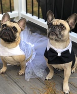 Frenchie Bride and Groom Homemade Costume